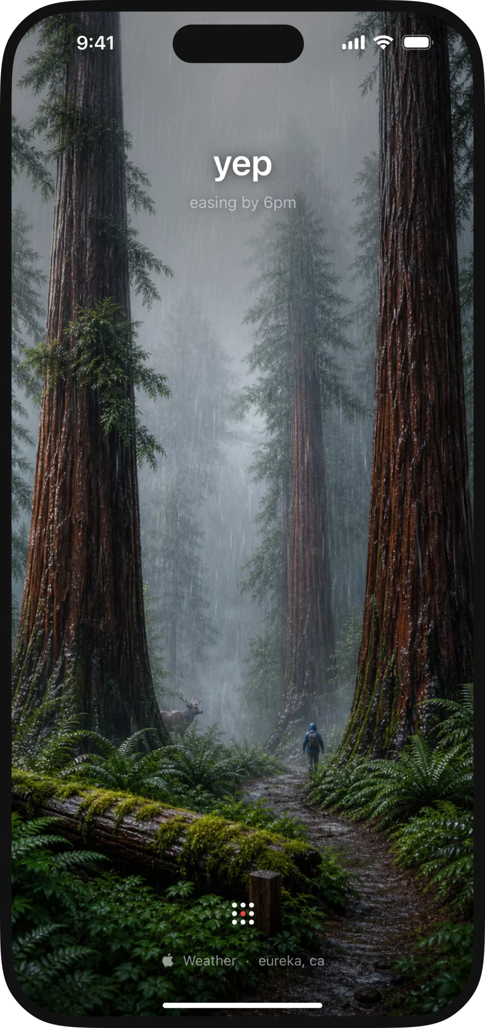 umbrella showing yep, easing by 6pm, over a rainy redwoods scene